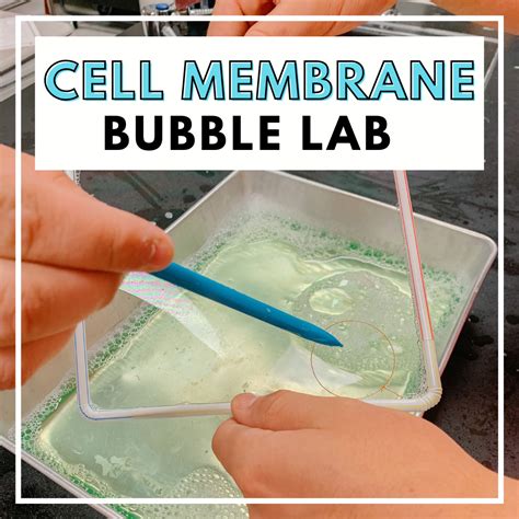 10 Captivating Cell Membrane Activities - Teaching Expertise