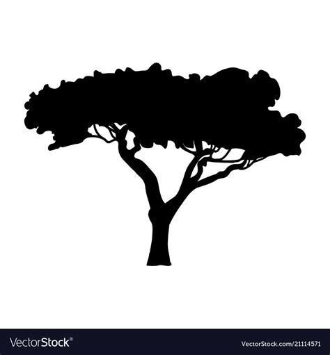 Silhouette acacia icon tree flora Royalty Free Vector Image