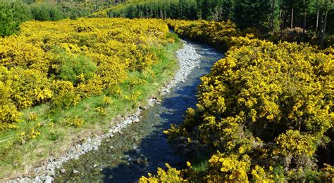 gorse – BRaided Rivers New Zealand