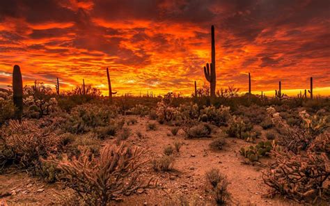 Sonoran Desert Wallpapers - Top Free Sonoran Desert Backgrounds ...