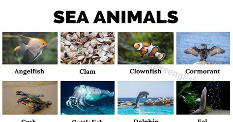 Sea Animals: Names of 37 Animals Live in the Ocean (with Pictures ...