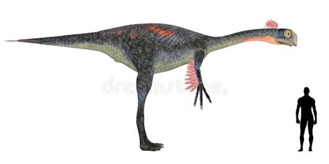 Gigantoraptor Size Comparison Royalty Free Stock Photos - Image: 25245188