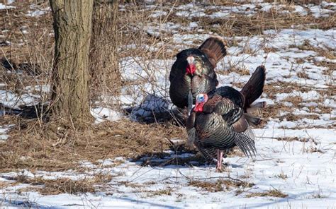 Spotting Where To Shoot A Turkey While On A Successful Hunt - December.2024