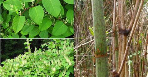 Invasive Japanese Knotweed Identification And Removal | Recent News ...