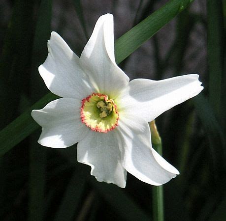 Narcissus | plant | Britannica.com