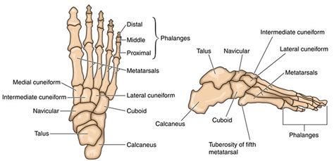 Navicular fracture causes, symptoms, diagnosis, treatment & prognosis