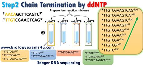 Sanger Sequencing, Dna Polymerase, Dna Molecule, Dna Sequence ...