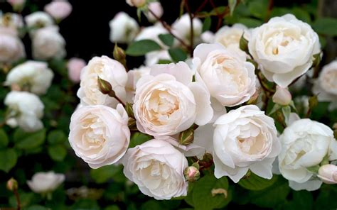 10 white roses to grow ???????? Best varieties to add elegance to your ...