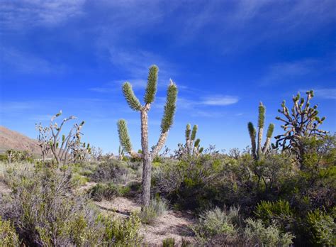 Mojave Desert – Feathers & Flora