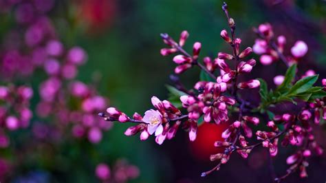 Spring Flowers Wallpaper HD Images - Live Wallpaper HD