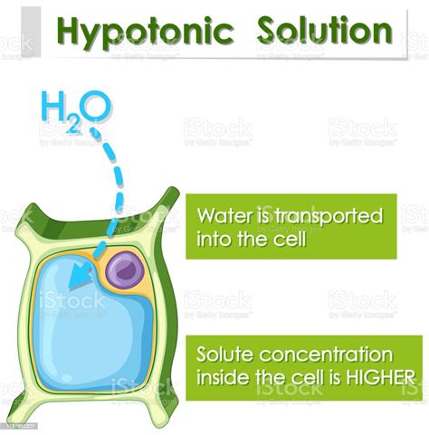 Diagram Showing Hypotonic Solution Stock Illustration - Download Image ...