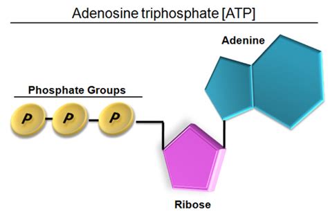 Atp Structure Labeled