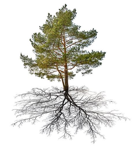 10,000+ Pine Tree Roots Stock Photos, Pictures & Royalty-Free Images ...