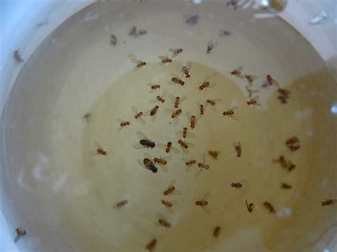 How to (Actually) Get Rid of Fruit Flies - Modern Farmer