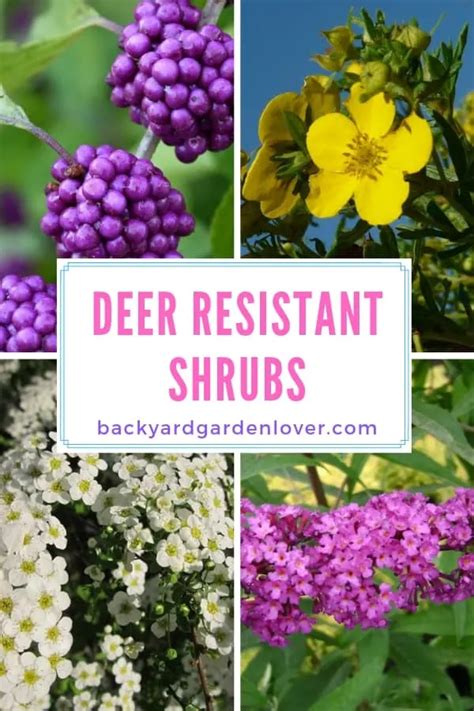 5 Deer Resistant Shrubs To Bambi-Proof Your Yard