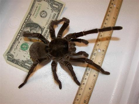 Meet the largest spider in the world: a tarantula the size of a puppy