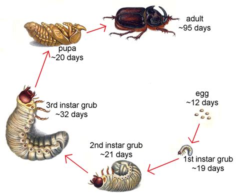 Larva Life Cycle Of Insects