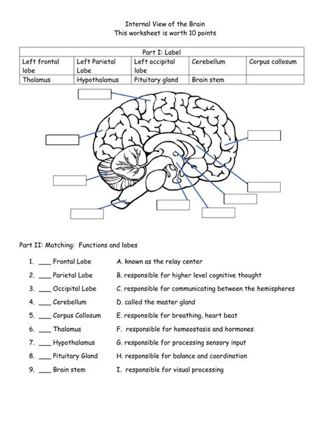 Human Brain Anatomy Worksheet | Anatomy Worksheets