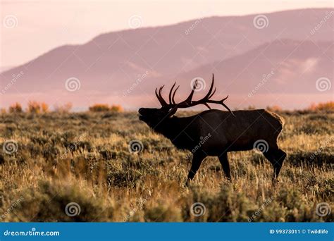 Bull Elk Bugling at Sunrise Stock Image - Image of rutting, bugling ...