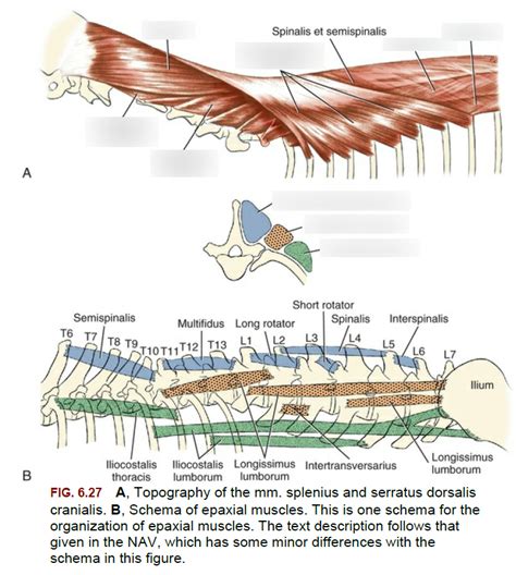 Muscles - Epaxial muscles Diagram | Quizlet