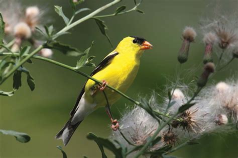 Goldfinch | Characteristics, Species, & Facts | Britannica