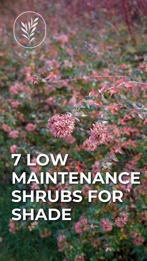 7 low maintenance shrubs for shade 🍂🌲 Less sun, more fun