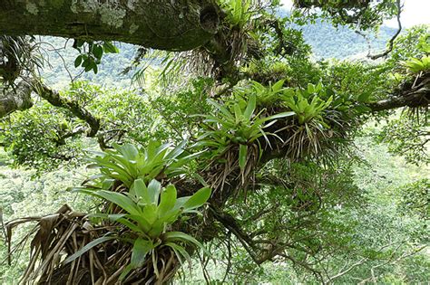 Epiphytes Face Growing Threats – School of Biological Sciences