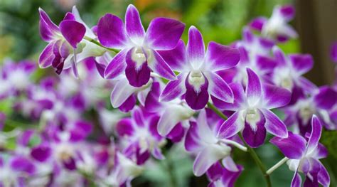 10 Best Orchids for Beginners