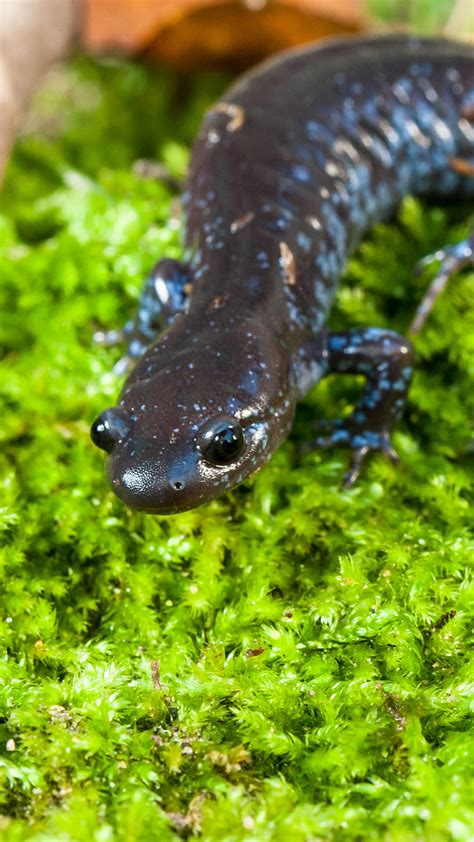 Blue-spotted Salamander - Zoo Ecomuseum