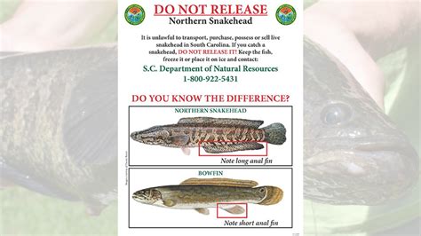 SCDNR urges anglers to kill invasive snakehead fish - Carolina Sportsman