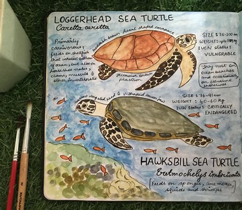 Sea Turtle Conservation — Creature Conserve