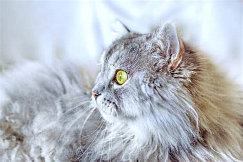 The Siberian Cat Personality 101: Best Facts Revealed!