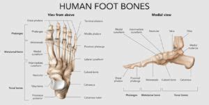 Tulang Pergelangan Kaki: Ligamen, Fungsi, Cedera, dan Perawatan ...