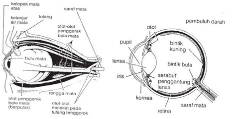 Struktur Anatomi dan Bagian-bagian Mata beserta Fungsinya