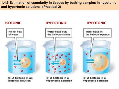 hypertonic solution diagram - DriverLayer Search Engine