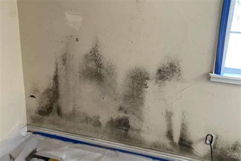 Mold Removal Services Santa Rosa, CA | Free Estimates