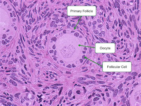 Ovary and Follicle Development