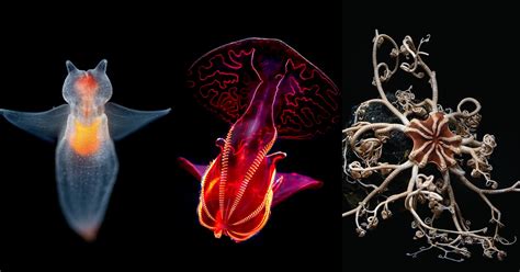 Into the Deep: Photos of Incredible Creatures from the Ocean's Depths ...