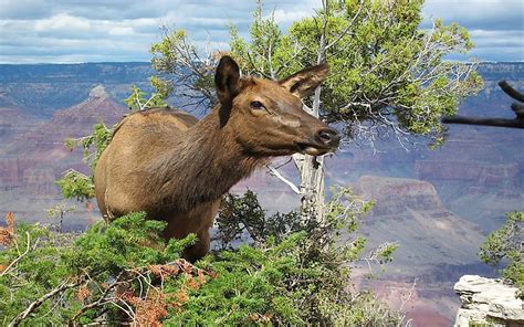 What Animals Live In The Grand Canyon? - WorldAtlas.com