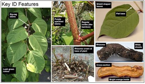 Knotweed species (Fallopia sp.) | Fraser Valley Invasive Species Society