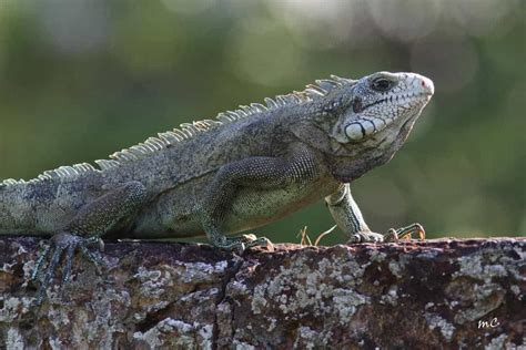 Reptiles of South America | Focusing on Wildlife