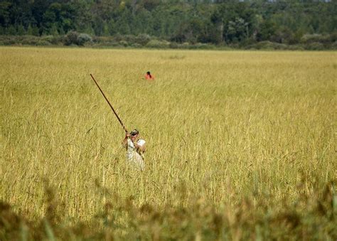 Wild Rice Country: A History of Harvesting – Canoe Wild Rice