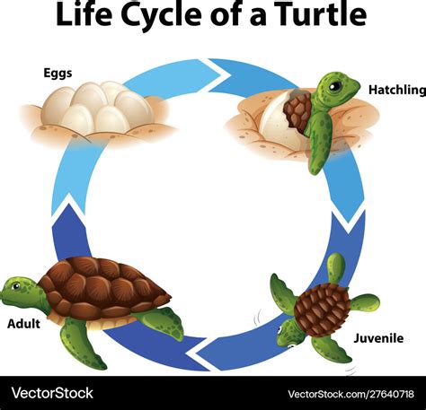 Turtle Life Cycle Diagram