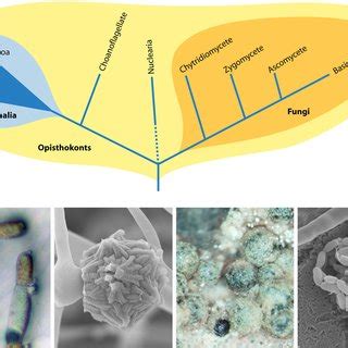 Phylogeny of fungi and metazoans in the eukaryotic opisthokonts and ...