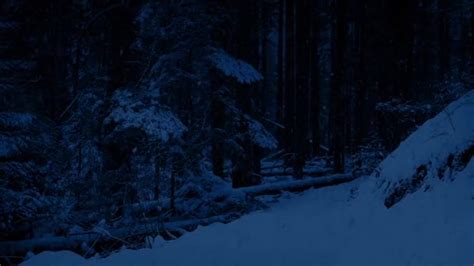 Man Walks In Snowy Woods At Night — Stock Video © FyreStock #136663040