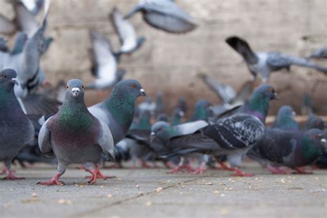 A Pigeon’s Life Cycle Explained - NE Pigeon Supplies