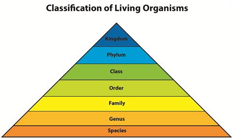 9 Best Images Of Classification Of Living Organisms Worksheet - Riset