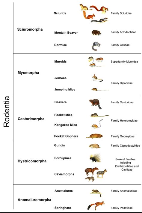 Rodentia suborders. Classification according to data from Tree of Life ...