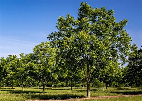 Hardy Giant Pecan Tree Tree For Sale