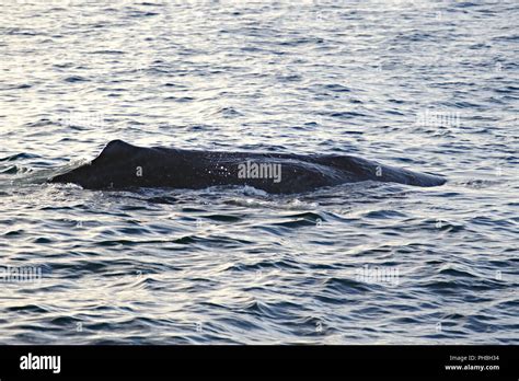 Sperm Whale diving Stock Photo - Alamy